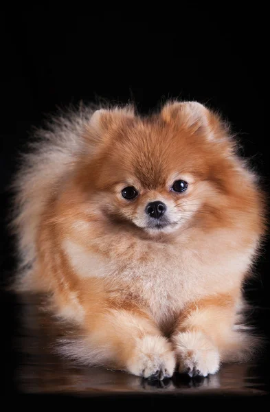 Psí plemeno pomeranian — Stock fotografie