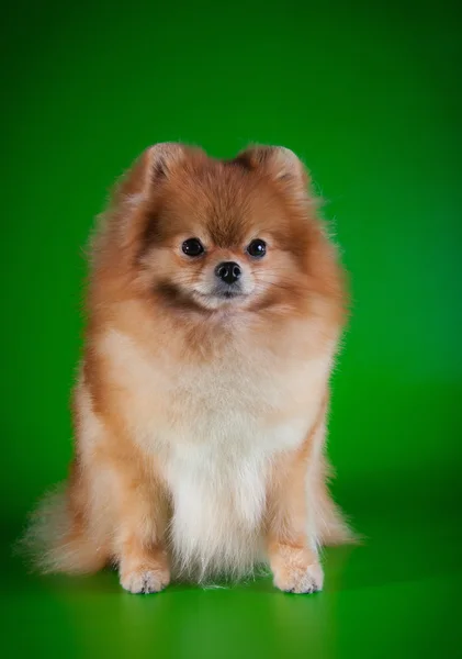 Hund rasen pomeranian — Stockfoto