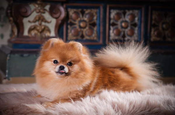 Anjing ras Pomeranian — Stok Foto