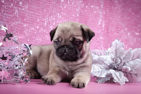 Pug puppy hondje — Stockfoto