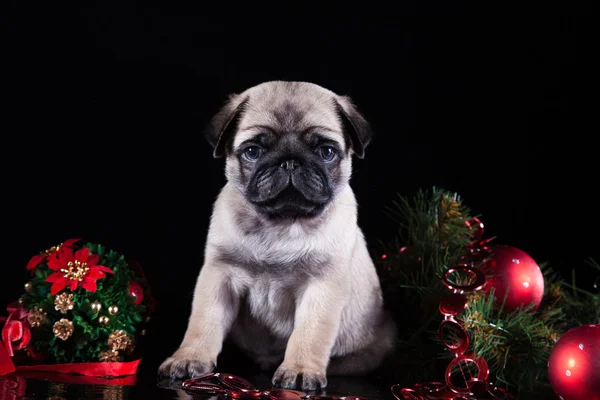 Cagnolino cucciolo — Foto Stock