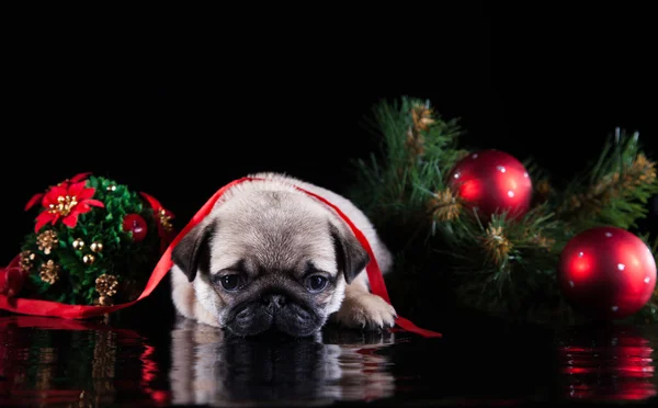 Pug puppy dog — Stock Photo, Image