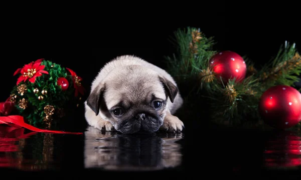 Cagnolino cucciolo — Foto Stock