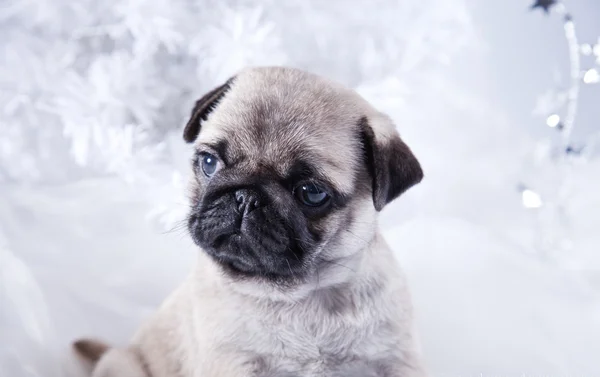 Cagnolino cucciolo — Foto Stock