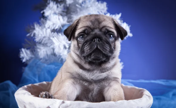 Mops Szczenięta psów — Zdjęcie stockowe