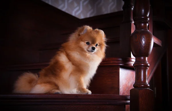 Cría de perros Pomerania — Foto de Stock