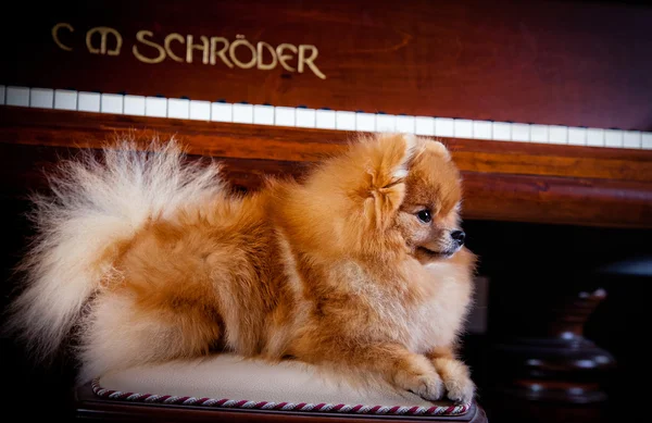 Raça de cães Pomeranian — Fotografia de Stock