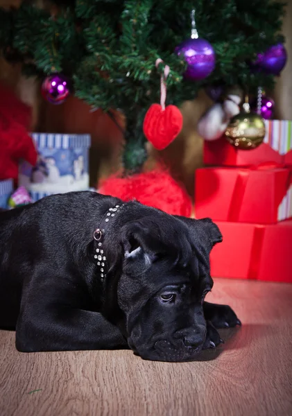 Filhote de cachorro da raça Cane Corso , — Fotografia de Stock