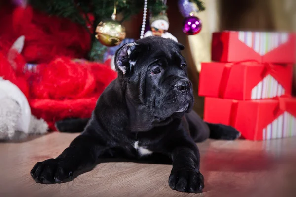 Filhote de cachorro da raça Cane Corso , — Fotografia de Stock