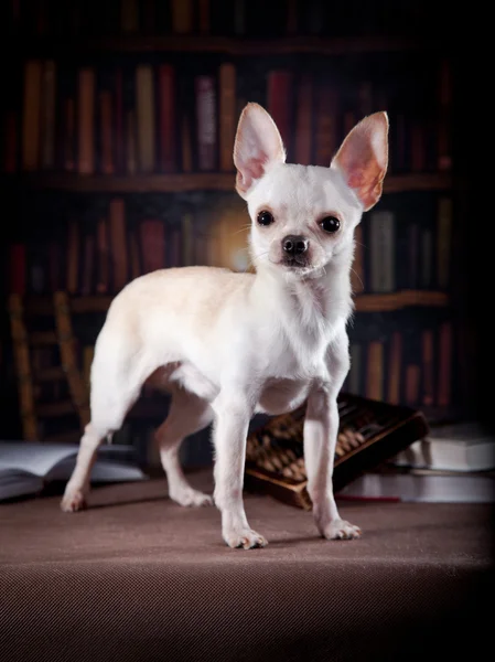 Chihuahua cane, su uno sfondo di colore — Foto Stock