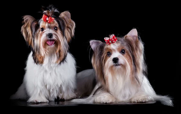 Yorkshire Terrier köpeği. — Stok fotoğraf