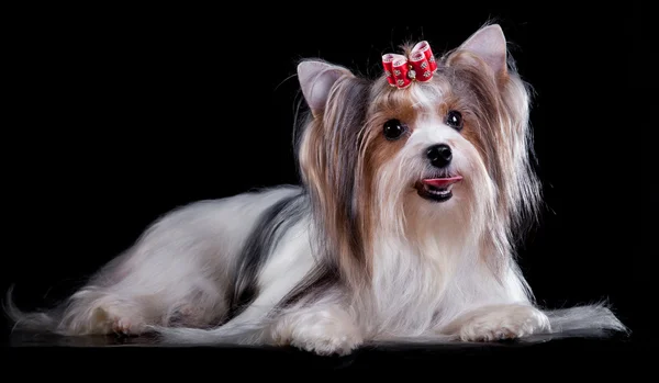 Yorkshire Terrier สุนัข — ภาพถ่ายสต็อก
