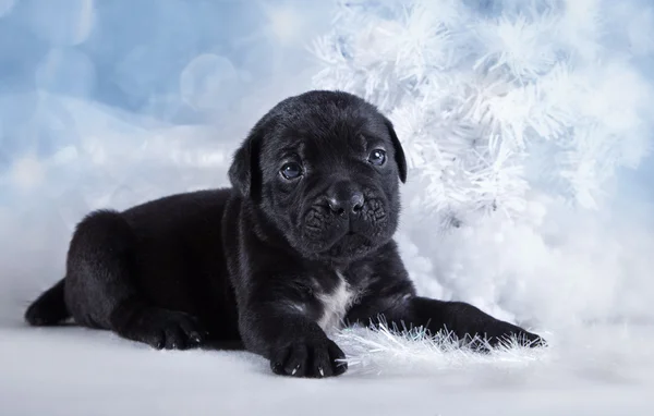 Dog breed Italian Cane Corso, puppy — Stock Photo, Image