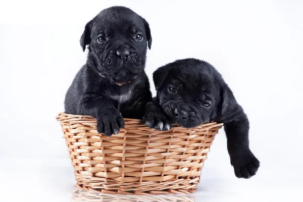 犬の品種イタリア カネコルソ、子犬 — ストック写真