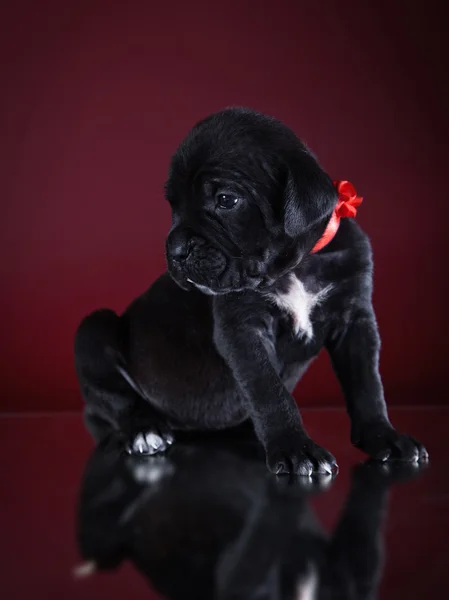 Dog breed Italian Cane Corso, puppy — Stock Photo, Image