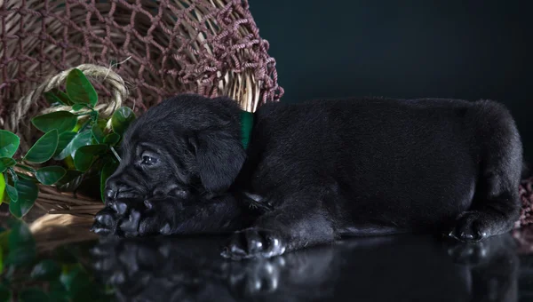 개 품종 이탈리아 지팡이 골프 코스, 강아지 — 스톡 사진