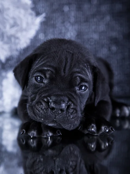 Порода собак Итальянский тростник Корсо, щенок — стоковое фото