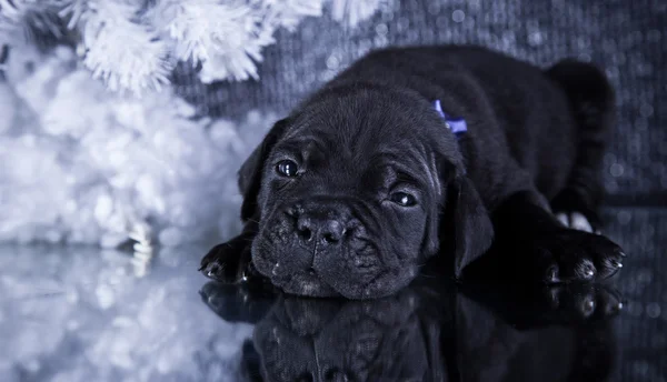 Hund rasen italiensk cane corso, valp — Stockfoto