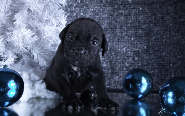 Hund rasen italiensk cane corso, valp — Stockfoto