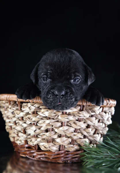 Hund rasen italiensk cane corso, valp — Stockfoto