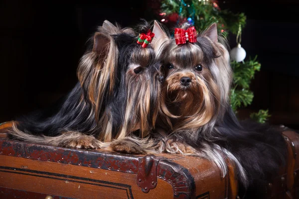 Yorkshire Terrier cão — Fotografia de Stock