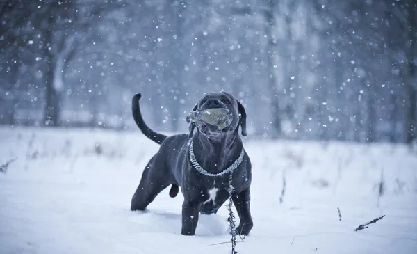 Трость Корсо зимняя прогулка — стоковое фото