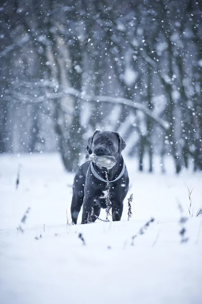 Cane Corso cane passeggiata invernale — Foto Stock