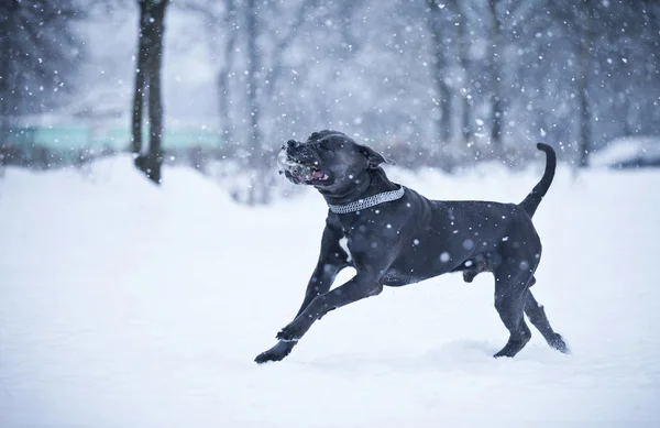 Cane Corso hond winter lopen — Stockfoto