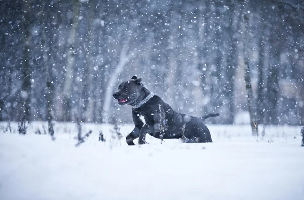 Cane Corso hond winter lopen — Stockfoto