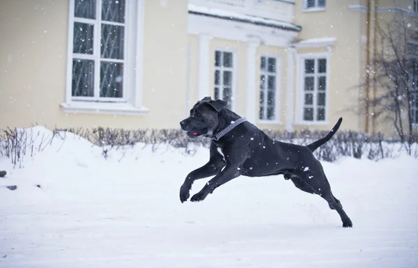 Тростини Корсо собака взимку прогулянки — стокове фото