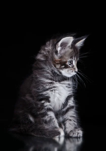 色付きの背景上のメインあらいくま猫 — ストック写真