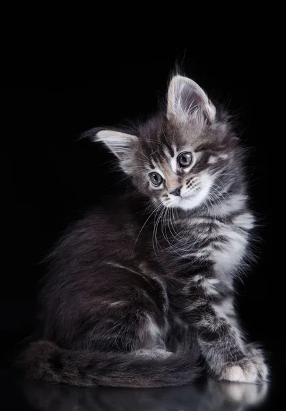 Maine gatto procione su uno sfondo colorato — Foto Stock