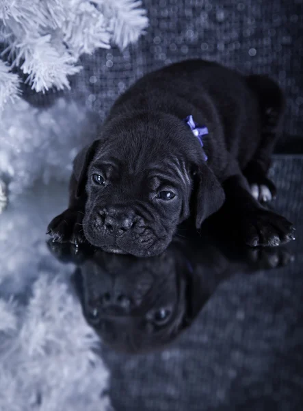 Hund rasen italiensk cane corso, valp — Stockfoto