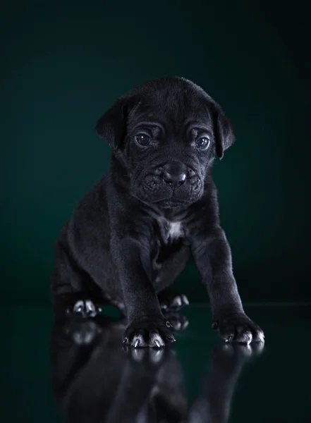 Psí plemeno italské cane corso, štěně — Stock fotografie