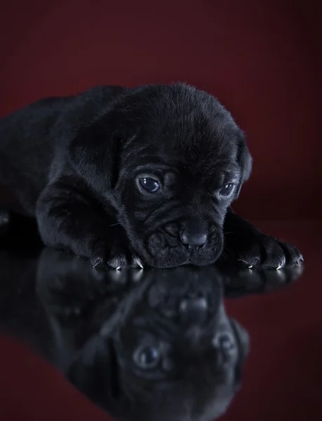 Hund rasen italiensk cane corso, valp — Stockfoto