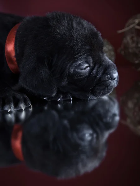 Psí plemeno italské cane corso, štěně — Stock fotografie