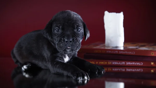 Hondenras Italiaanse cane corso, puppy — Stockfoto