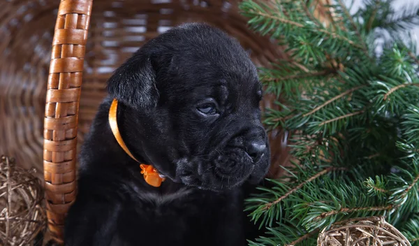 Kutya tenyészt olasz cane corso, kiskutya — Stock Fotó