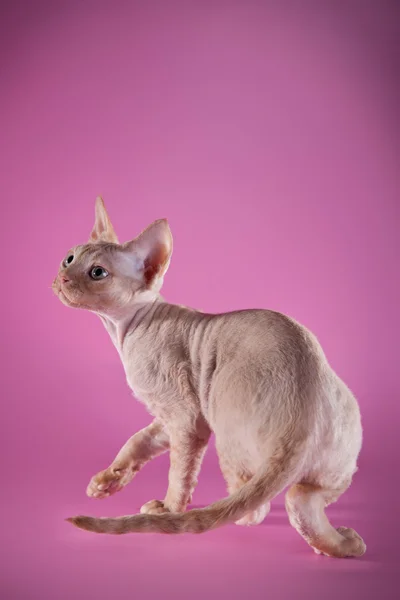 Sphynx kittenSphynx kedi yavrusu — Stok fotoğraf