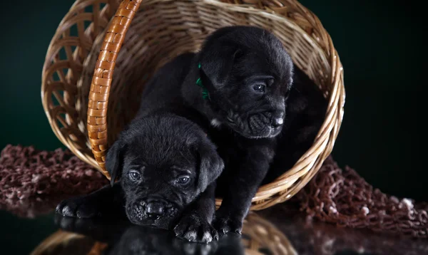 Cane cucciolo Cane Cane Corso — Foto Stock