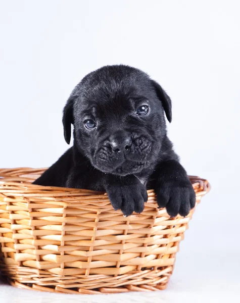 Cachorro Cana Corso — Fotografia de Stock