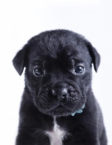 Puppy hondje Cane Corso — Stockfoto