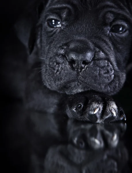 Cane Corso kölyök kutyák — Stock Fotó