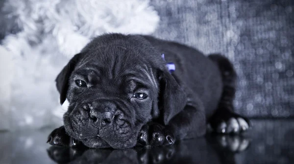 Puppy dog Cane Corso — Stock Photo, Image