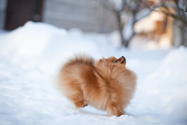 Pomeranian hund i snön — Stockfoto