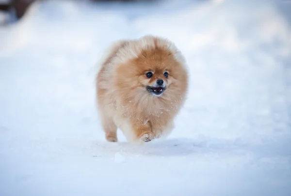 Perro pomerano en la nieve — Foto de Stock