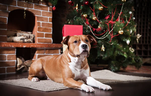 Amerikaanse staffordshire Terriër — Stockfoto