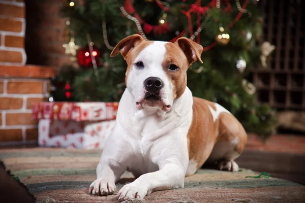 American staffordshire terrier — Zdjęcie stockowe