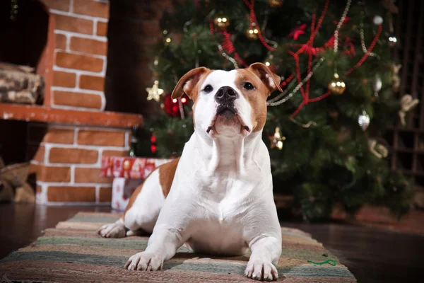 American staffordshire terrier — Zdjęcie stockowe