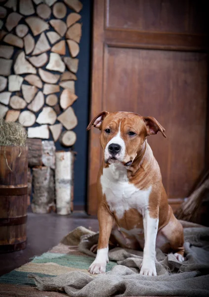 Amerikanischer Staffordshire Terrier — Stockfoto